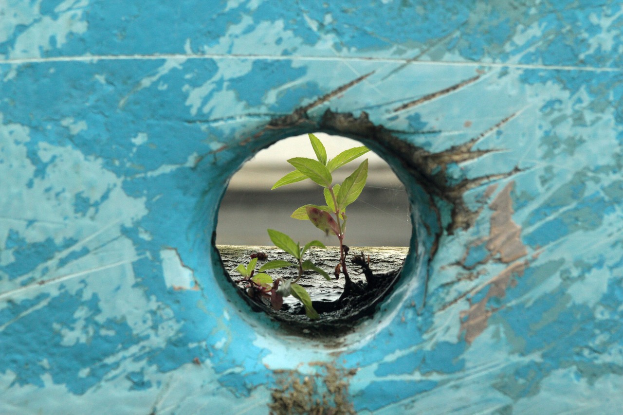 boat  plant  blue free photo