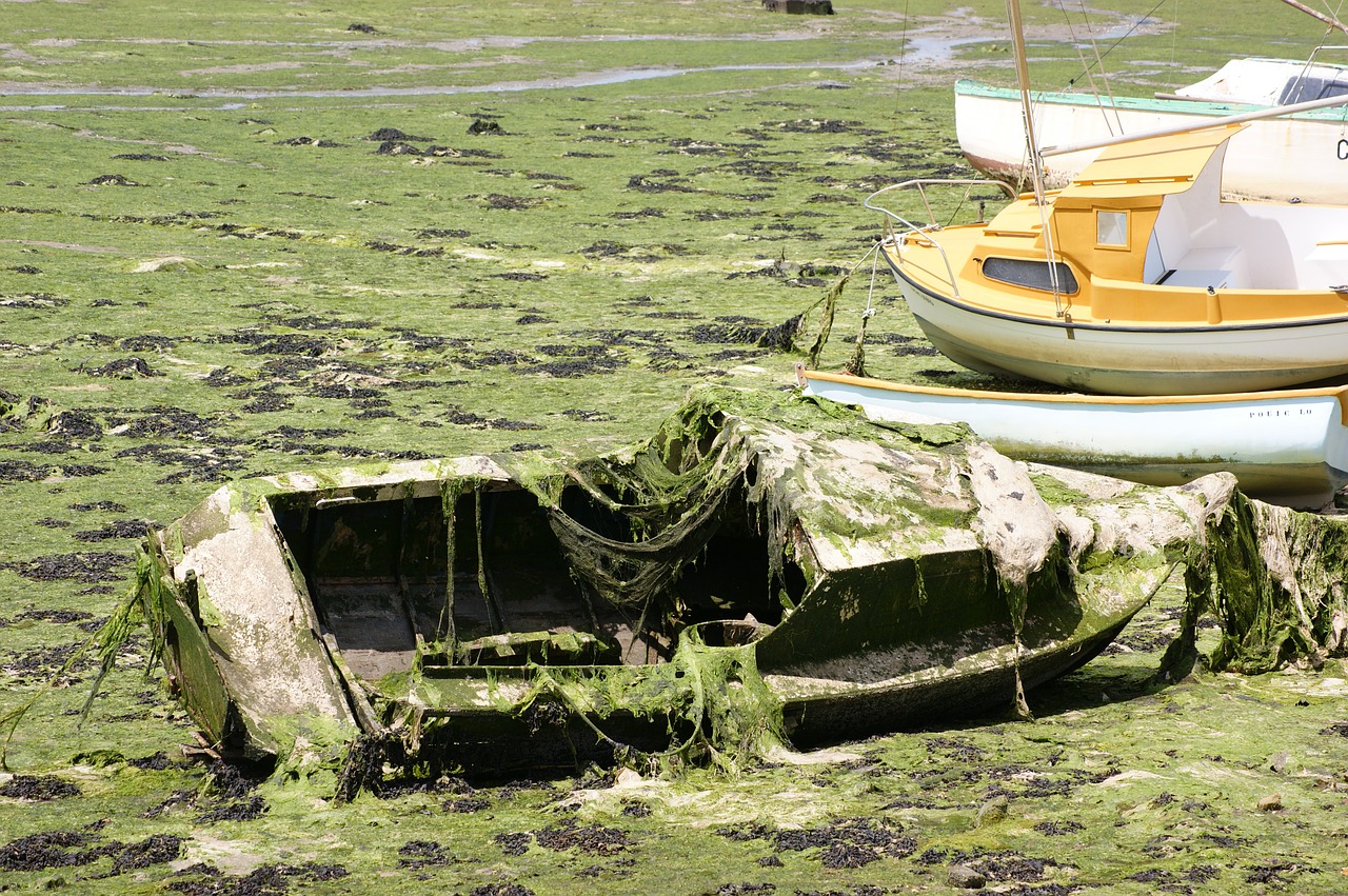 boat wreck algae free photo