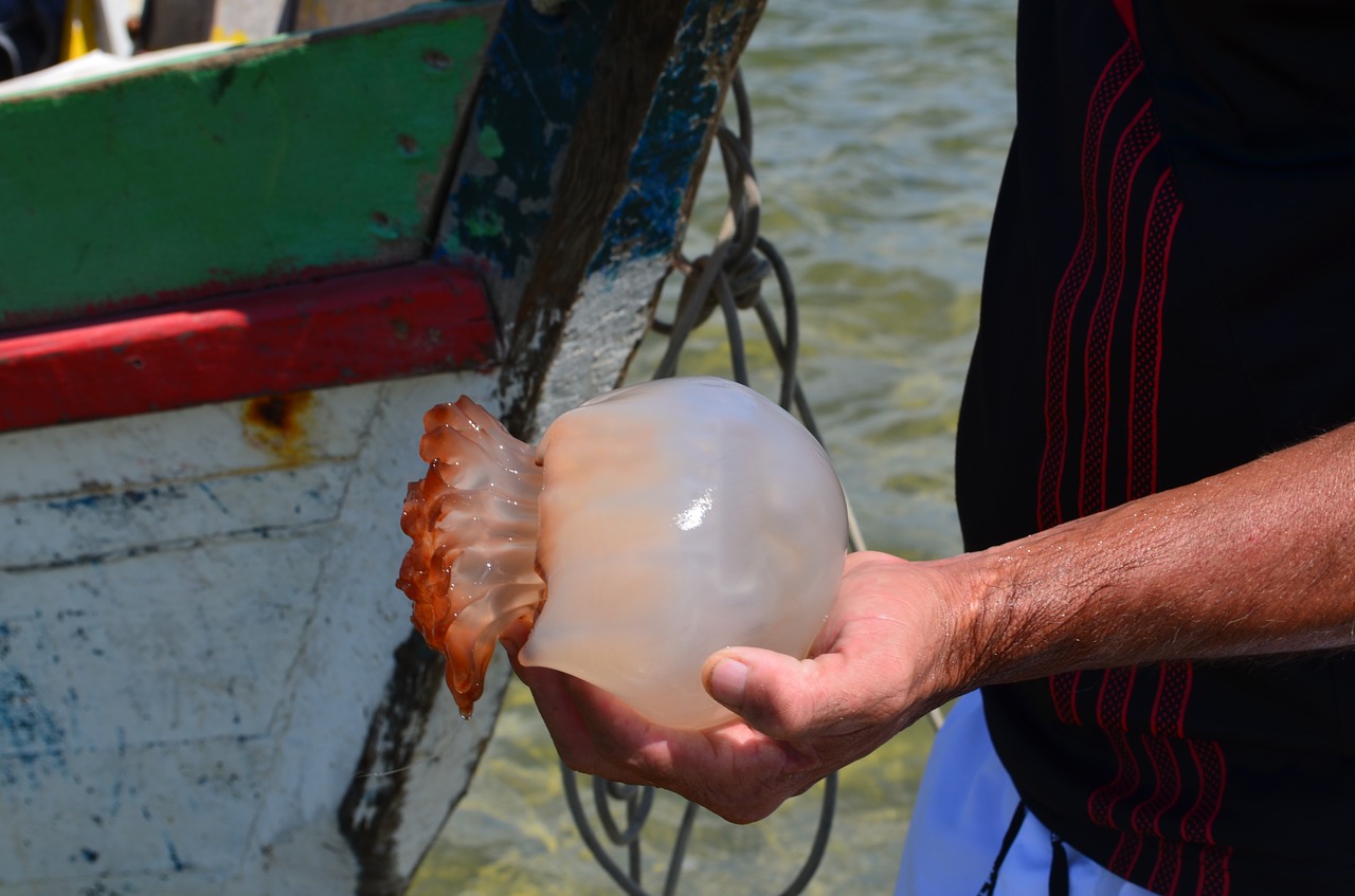 jellyfish mar fish free photo