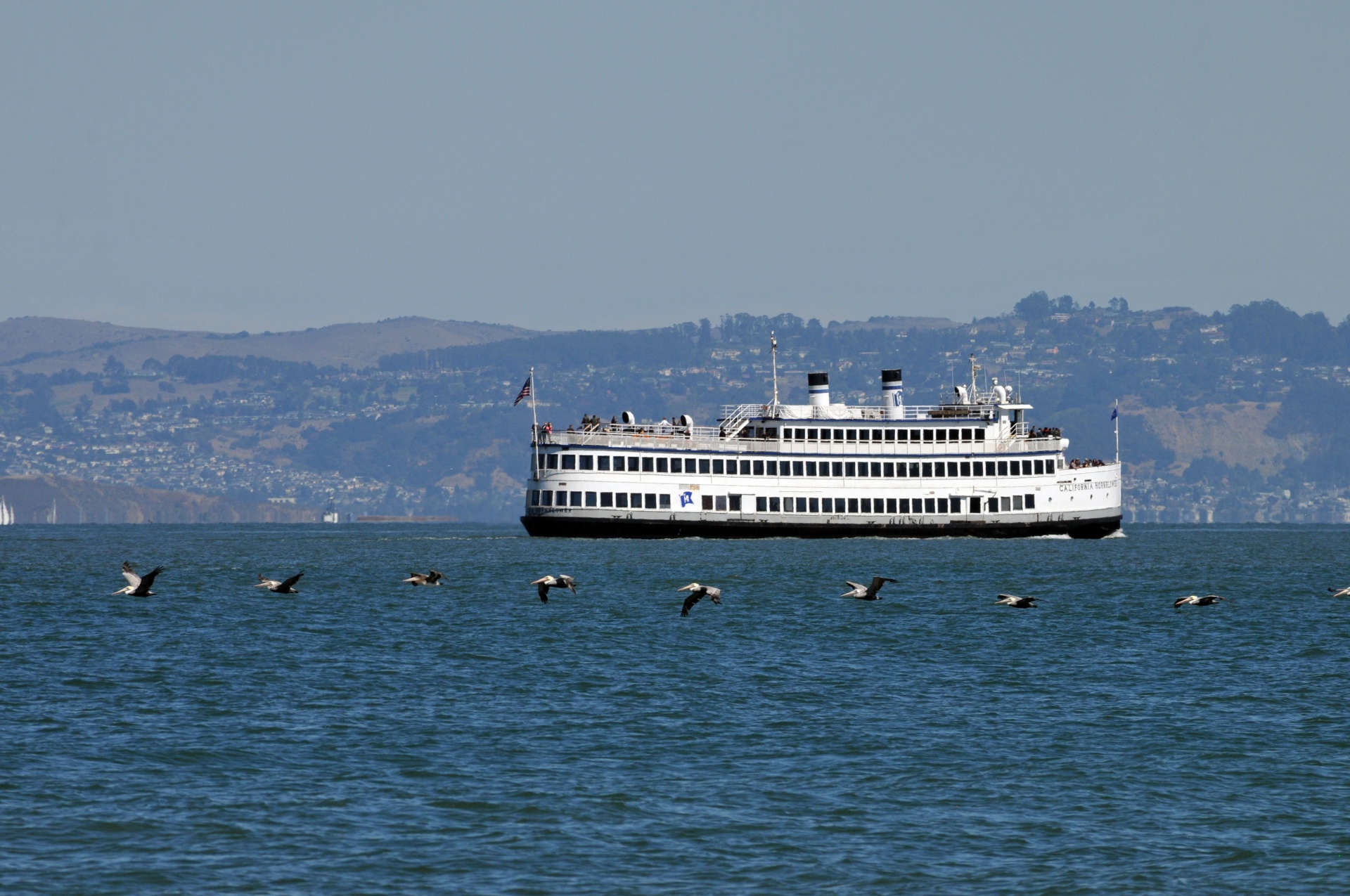 pelican pelicans san francisco bay free photo