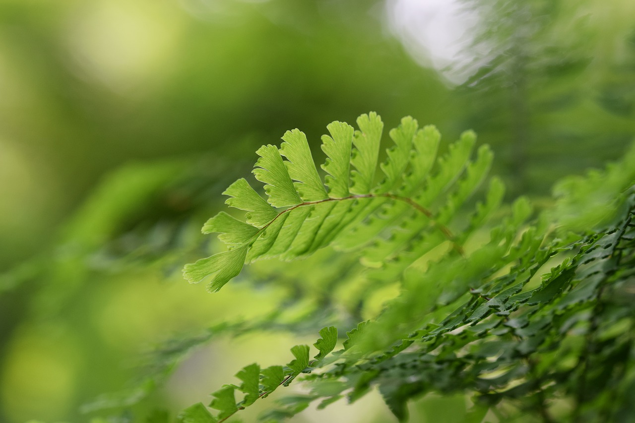 boating  green  plants free photo