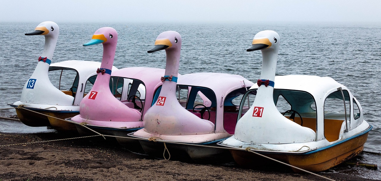 boats swans ducks free photo
