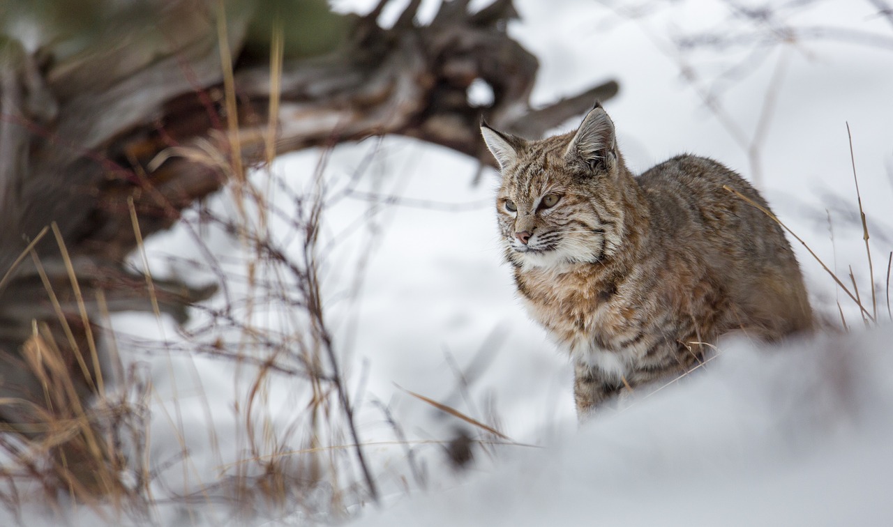 bobcat lynx snow free photo