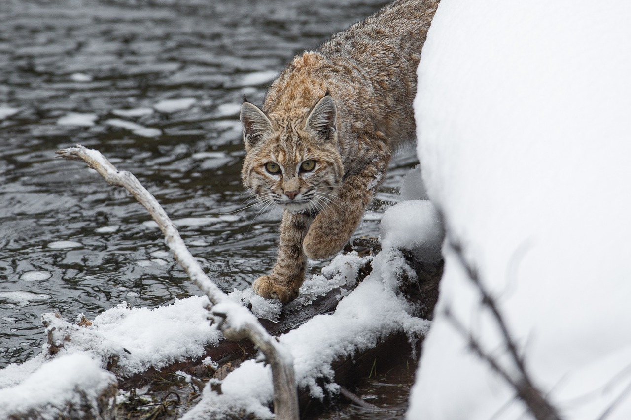 bobcat lynx snow free photo