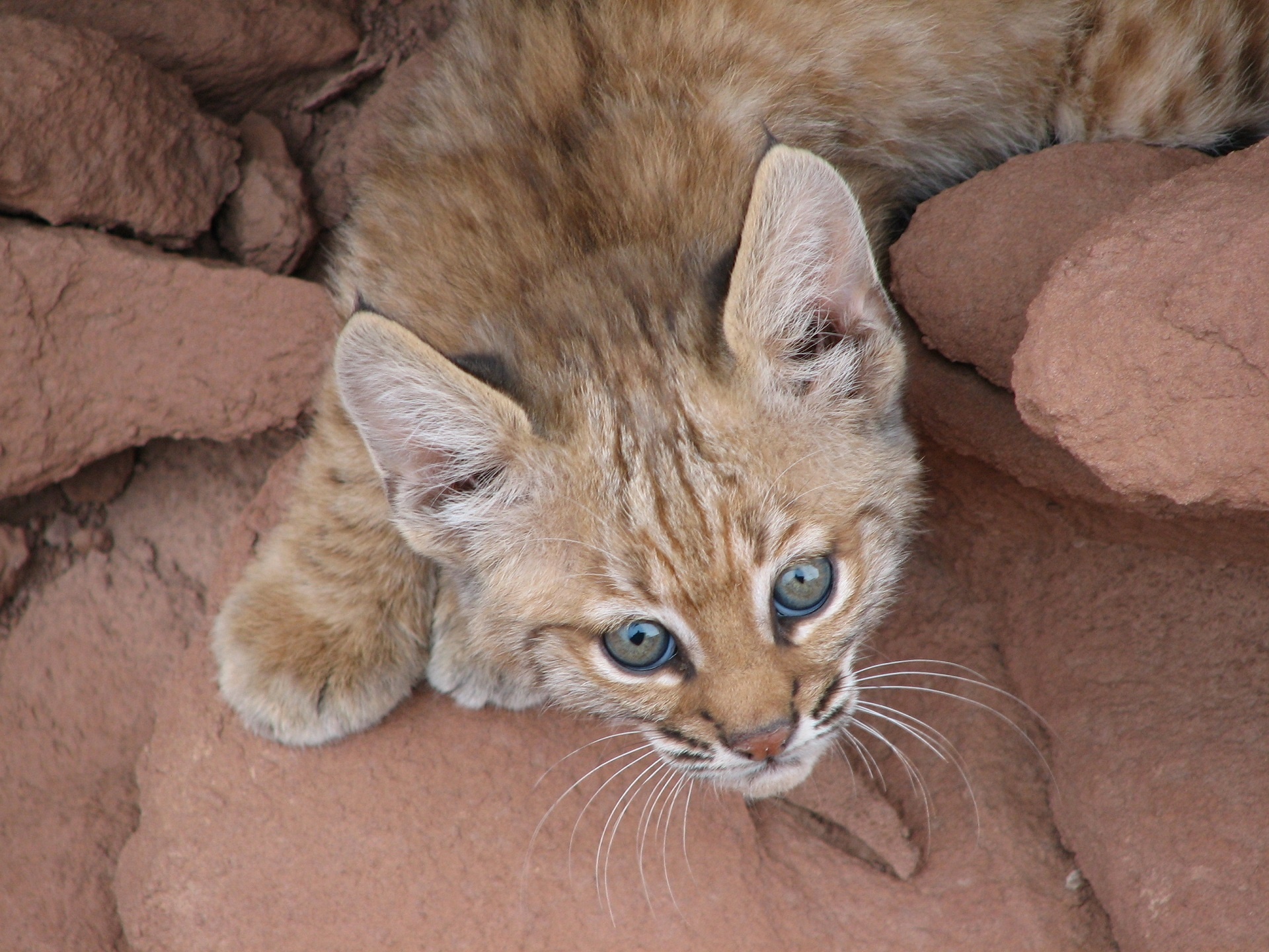 bobcat baby predator free photo
