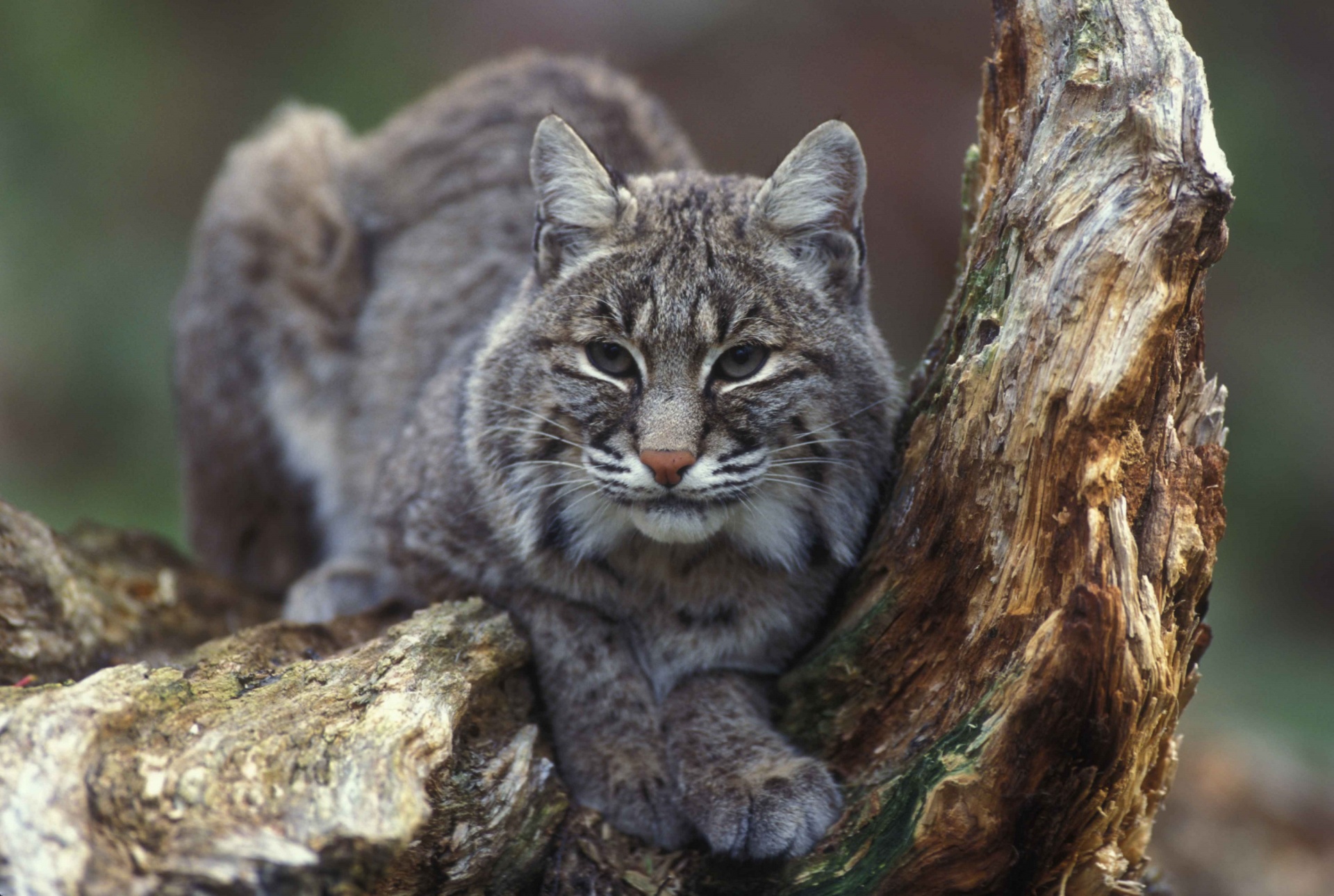 bobcat lynx sitting free photo