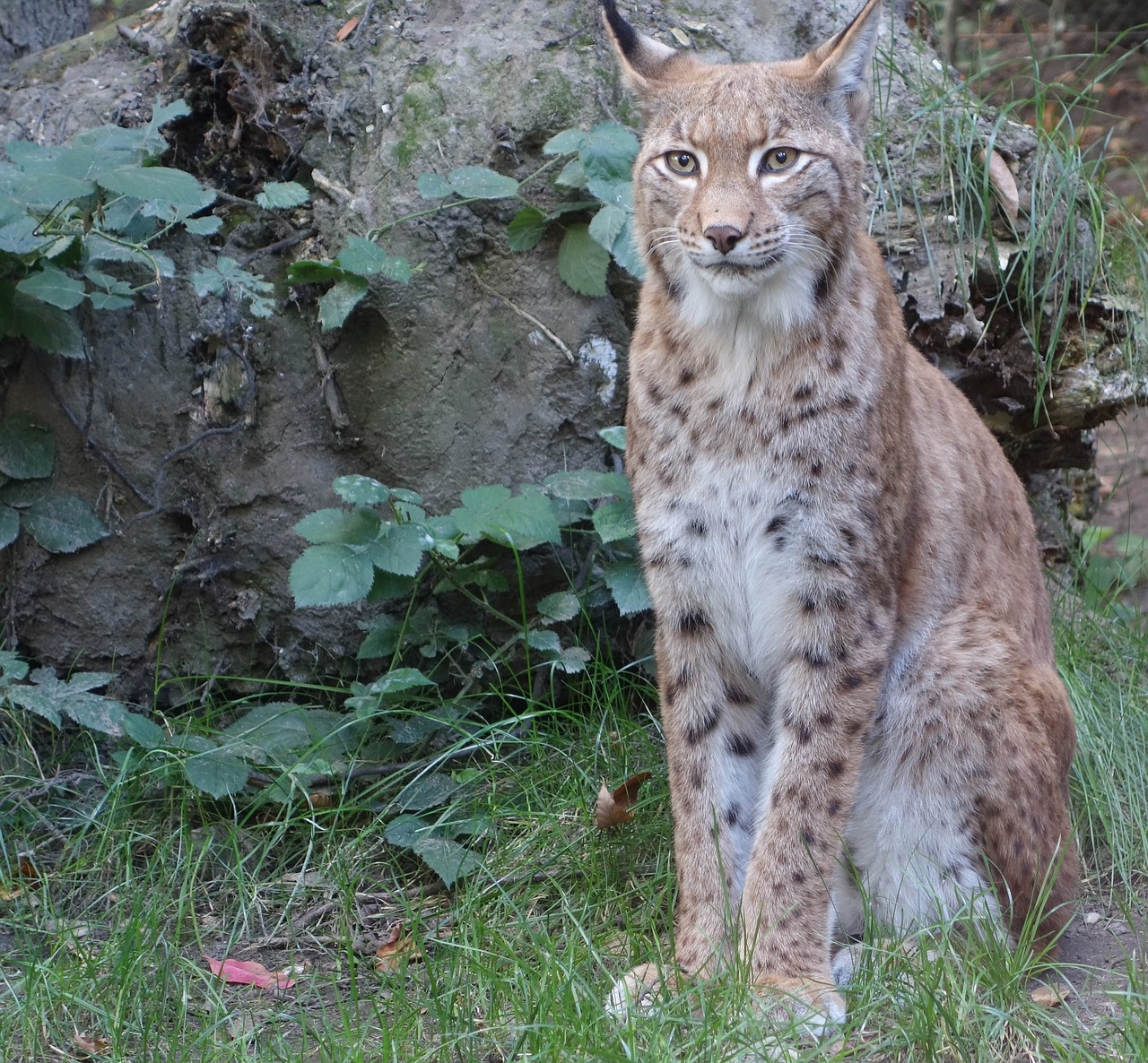 bobcat lynx wildlife free photo