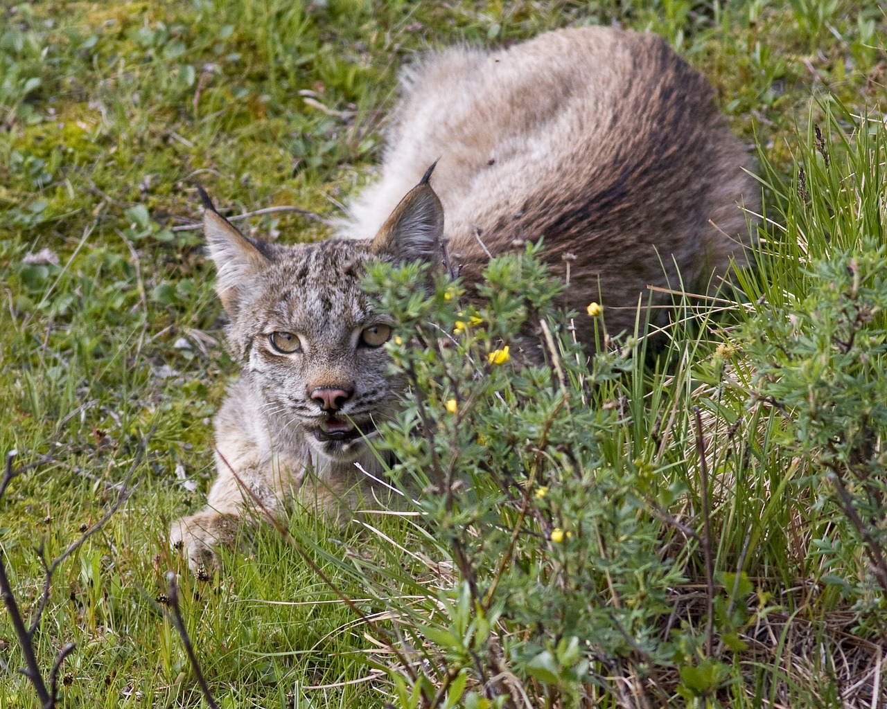 bobcat  lynx  predator free photo