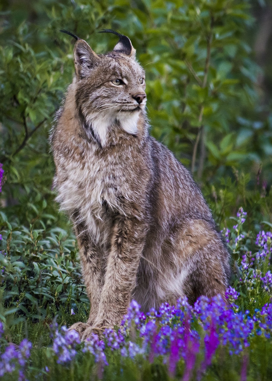 bobcat  lynx  wildlife free photo