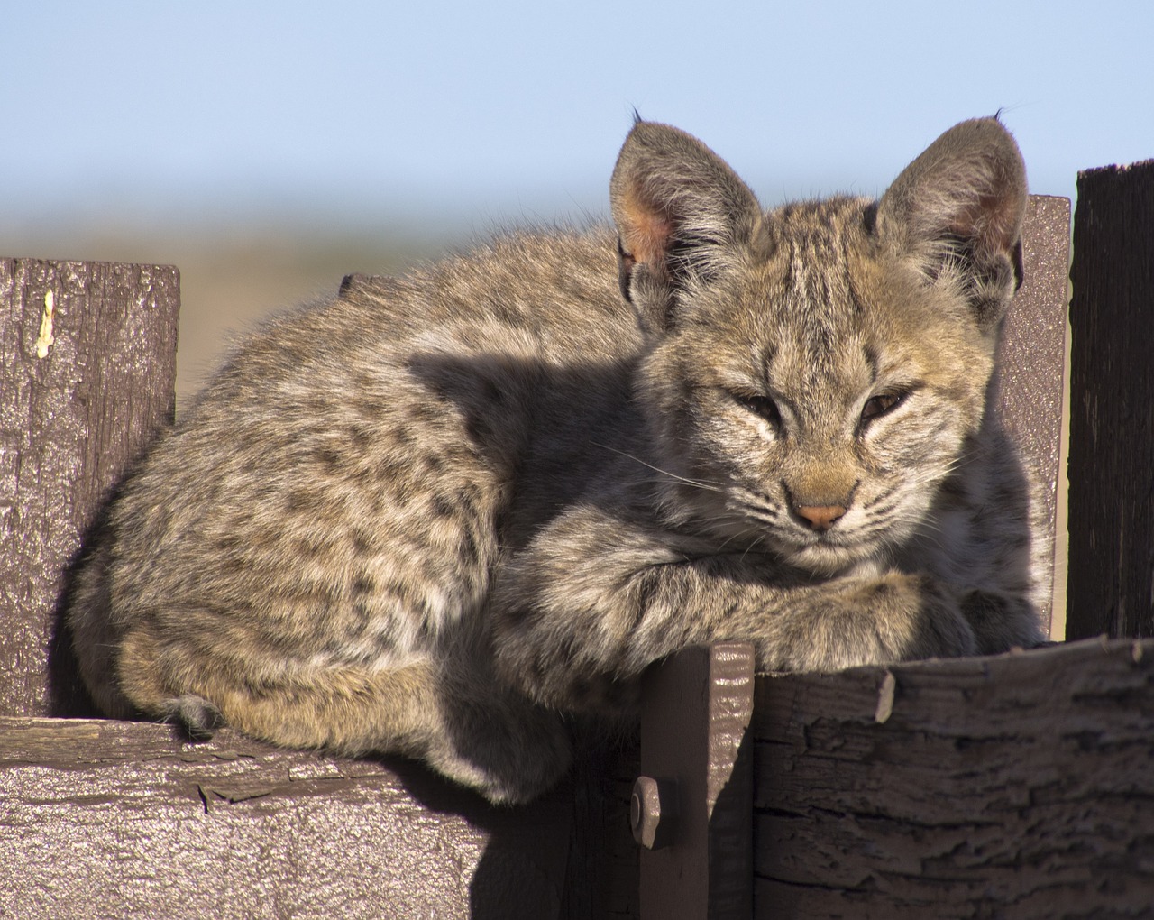 bobcat  kitten  young free photo