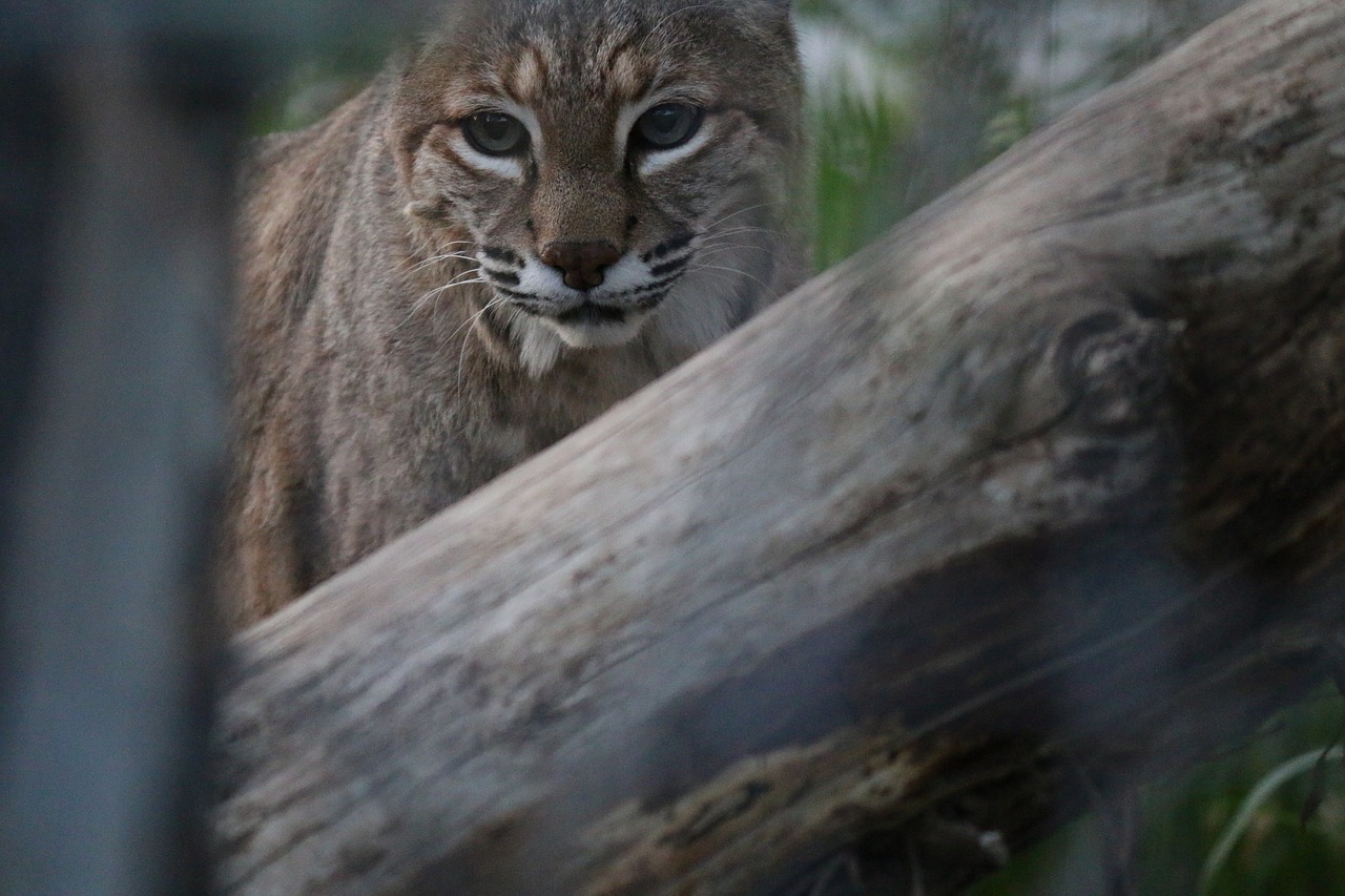 bobcat  animal  wildcat free photo