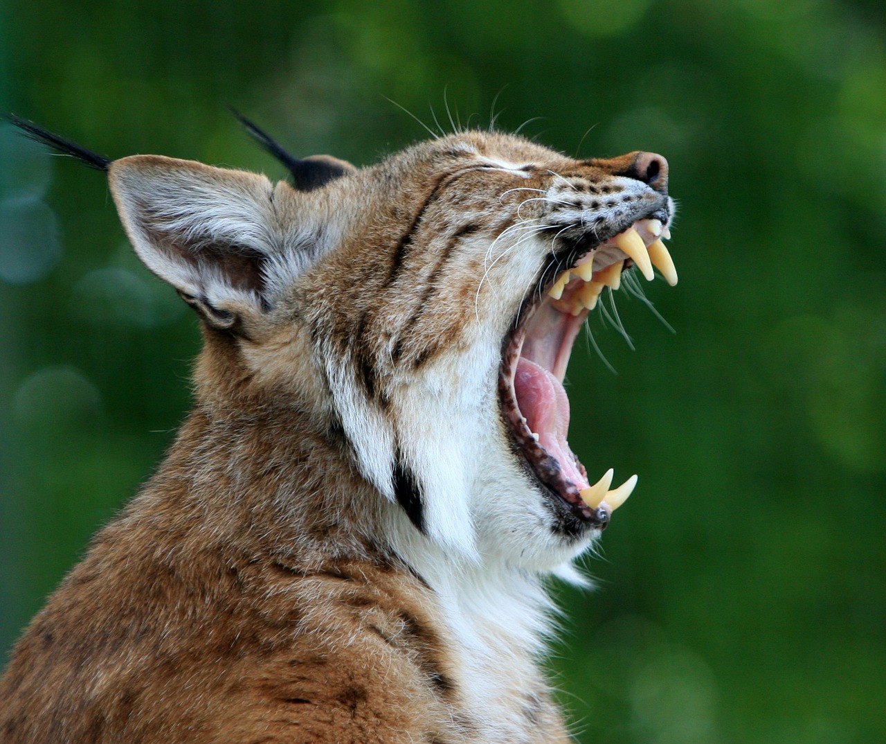 bobcat lynx wildcat free photo