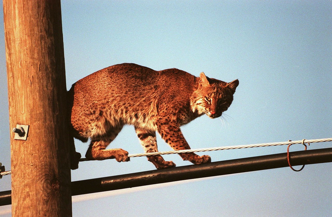 bobcat feline power-line free photo
