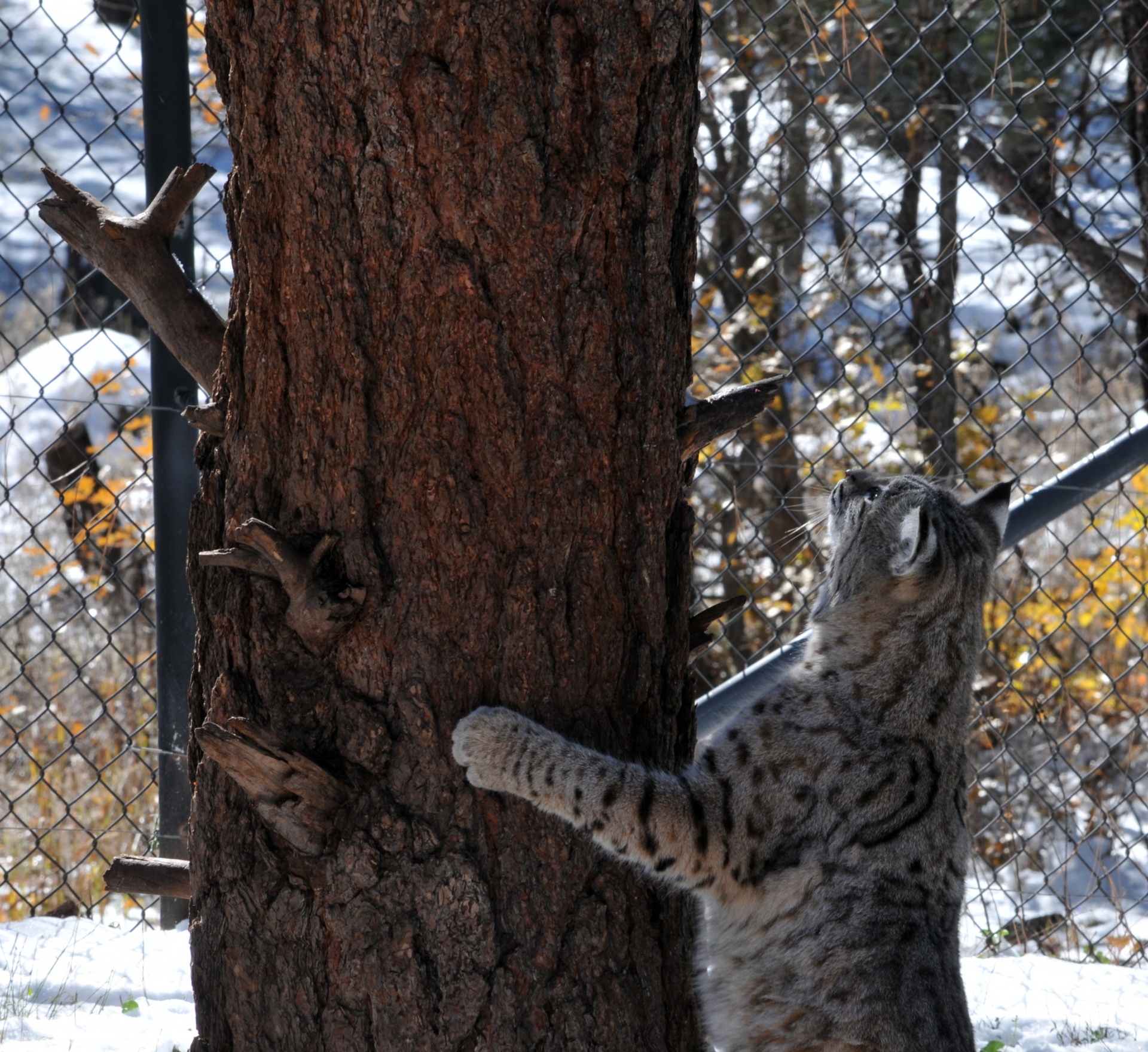 bobcat bobcats cats free photo