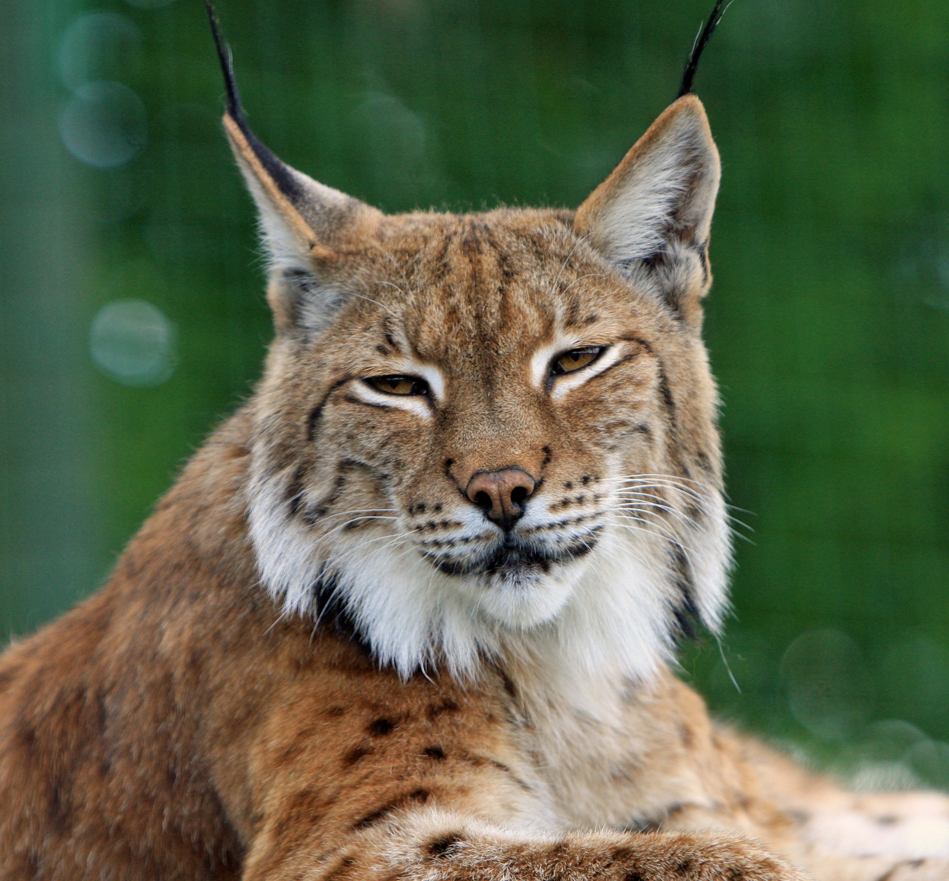 bobcat lynx big cat free photo