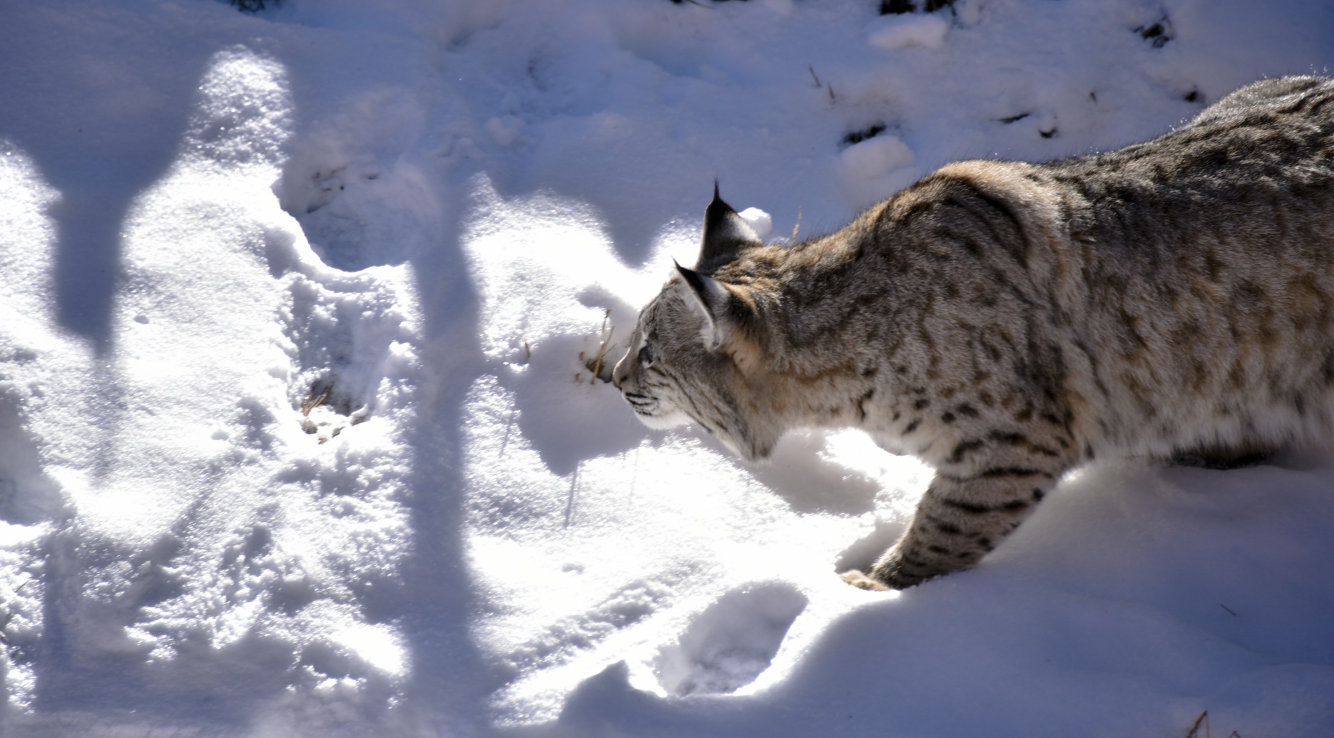 bobcat snow stalking free photo