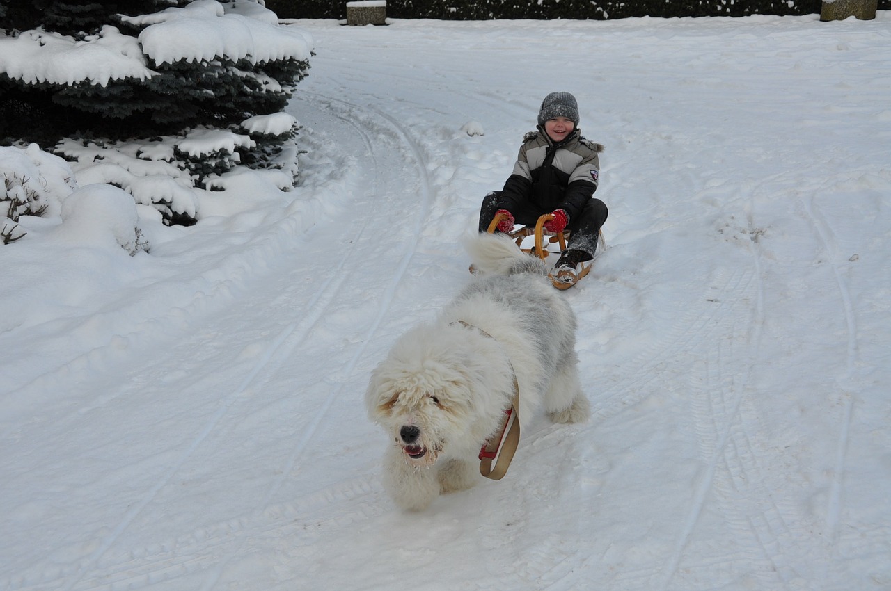 bobtail dog winter free photo