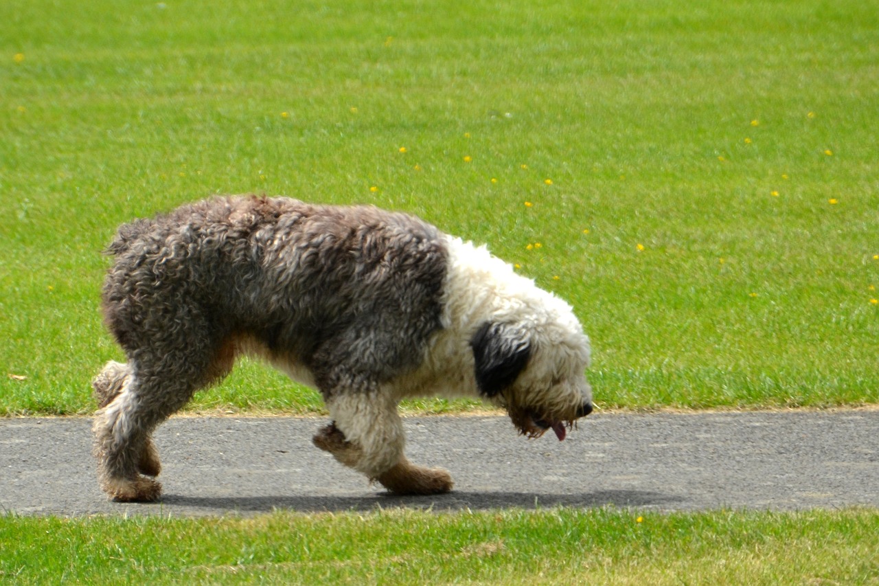 bobtail dog cute free photo