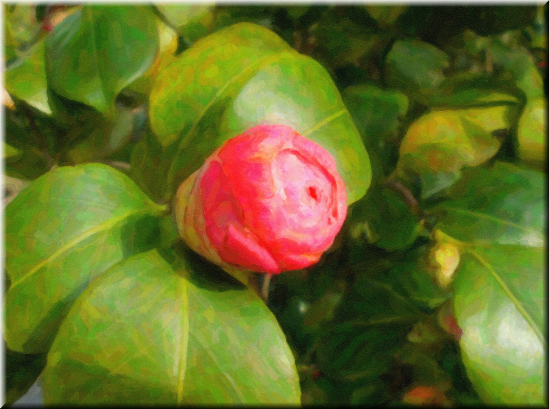 camellia painted flower free photo