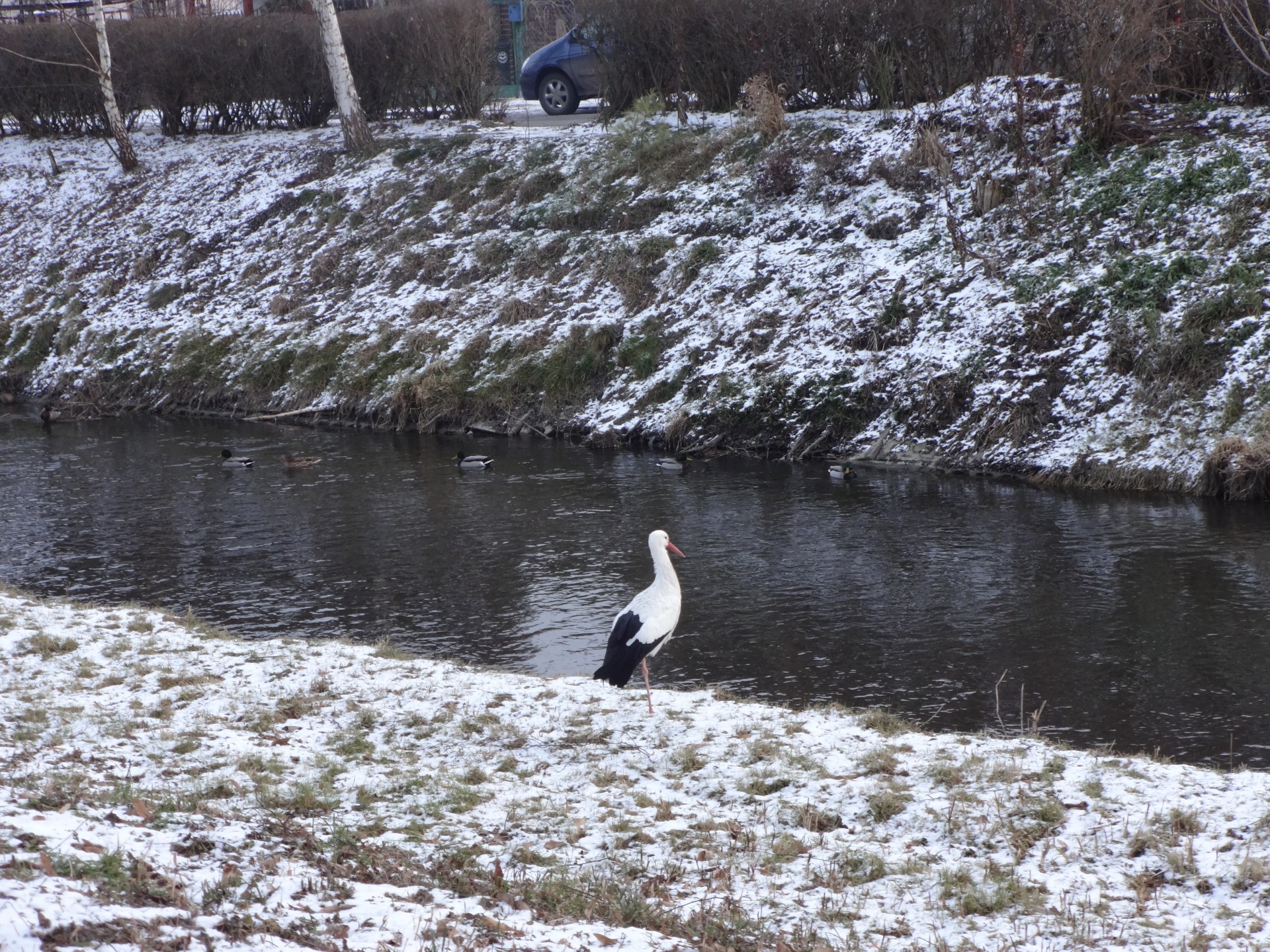 stork winter stork free photo