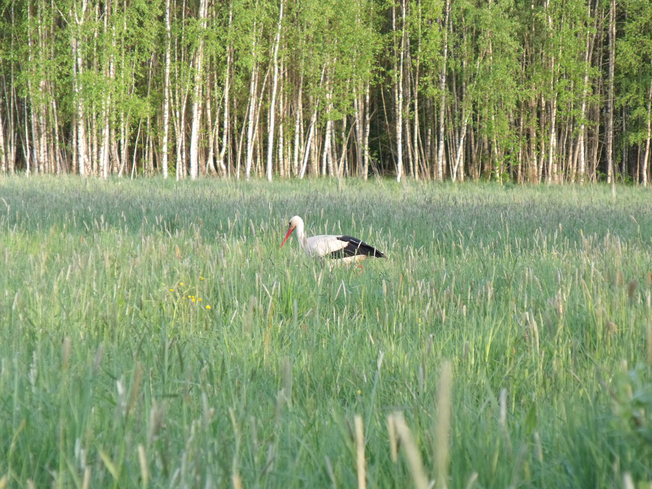 stork prairie bird free photo