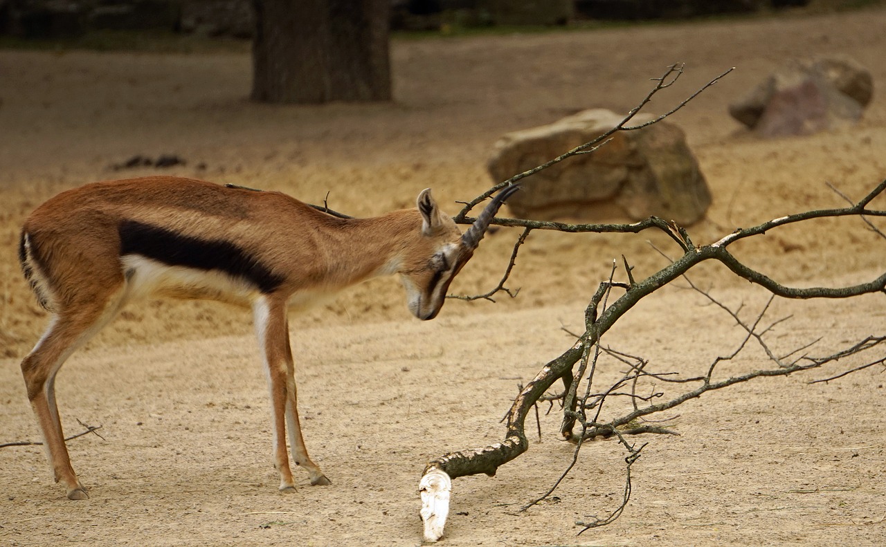 bock springbok horned free photo