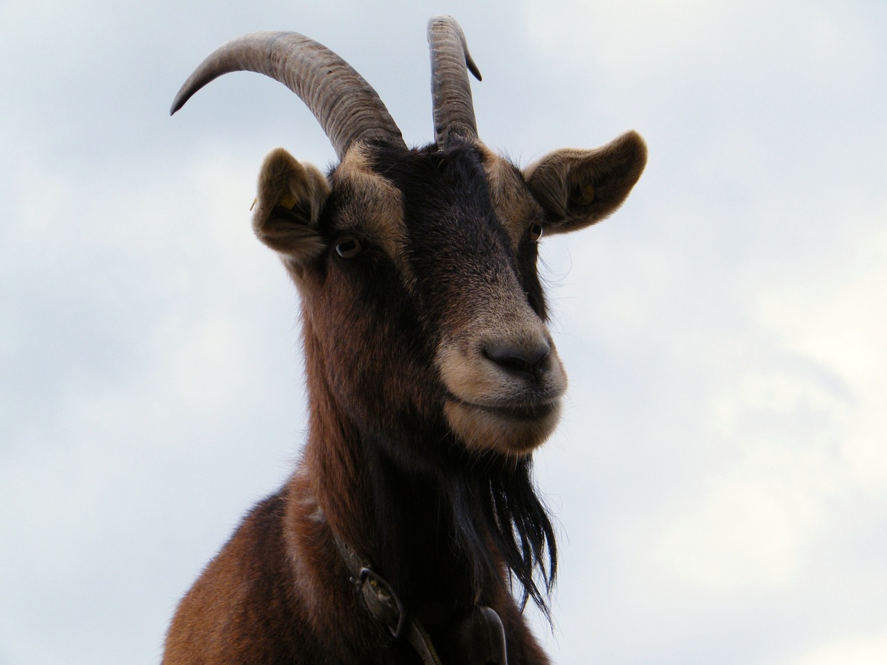 bock goat billy goat free photo