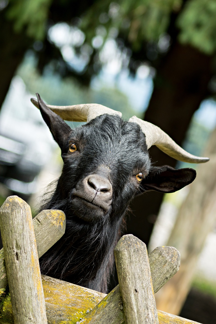 bock billy goat curious free photo