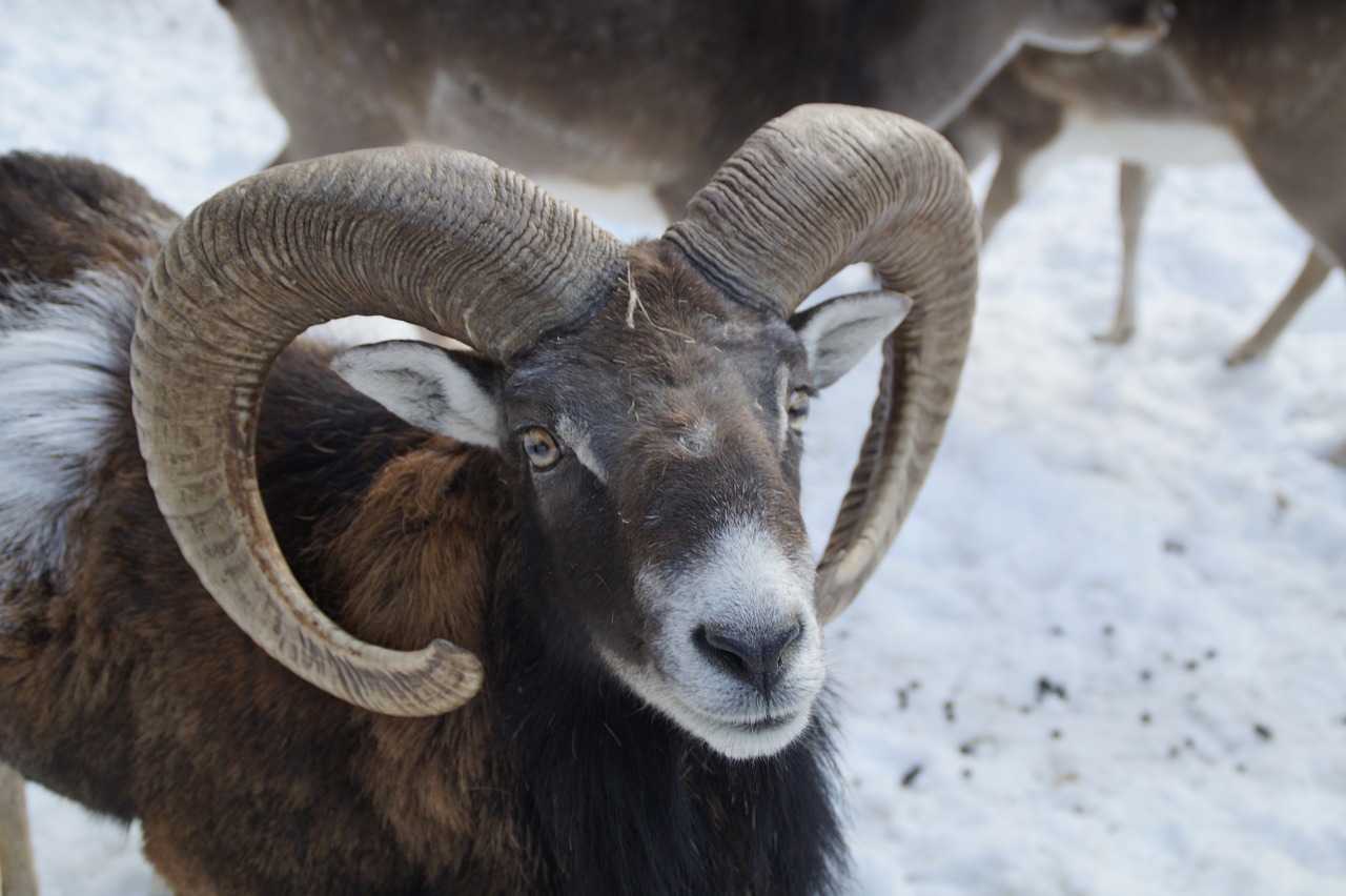 bock sheep mouflon free photo