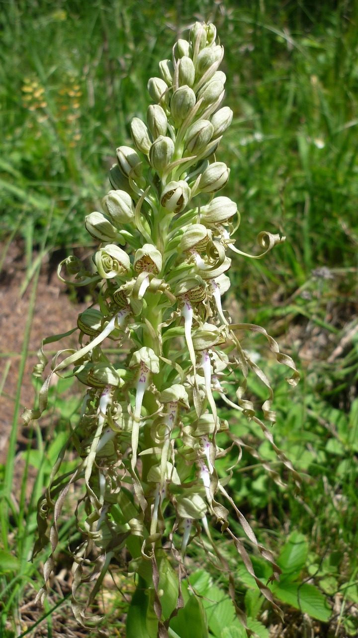 bocks-the belt tongue german orchid rarely free photo