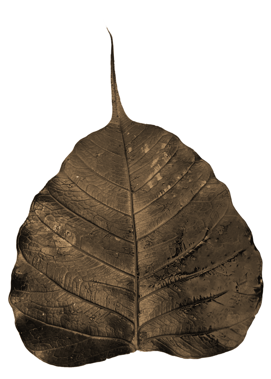 bodhi leaf wilted free photo