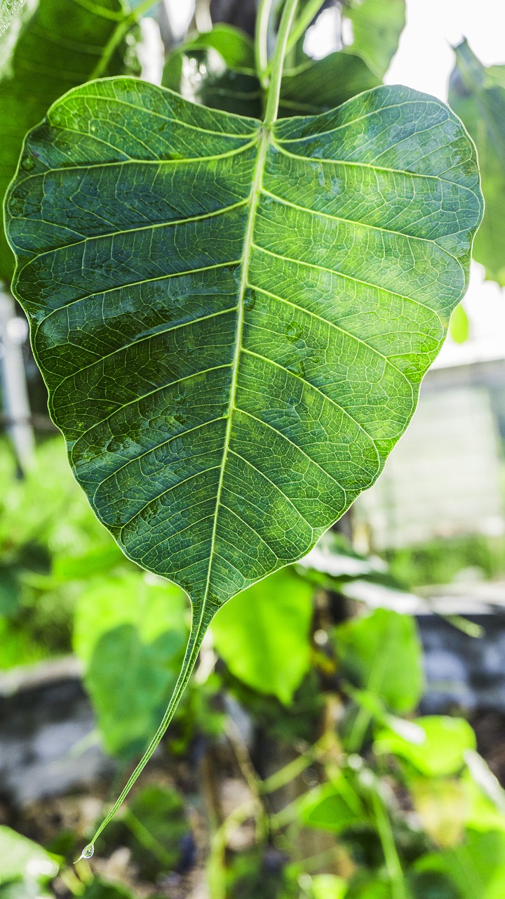 bodhi leaf awakening awake-ness free photo
