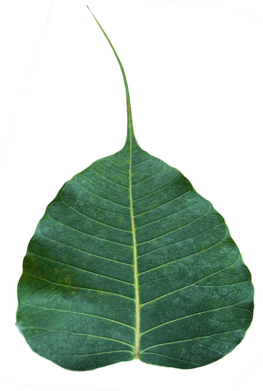 bodhi leaf awakening enlightenment free photo