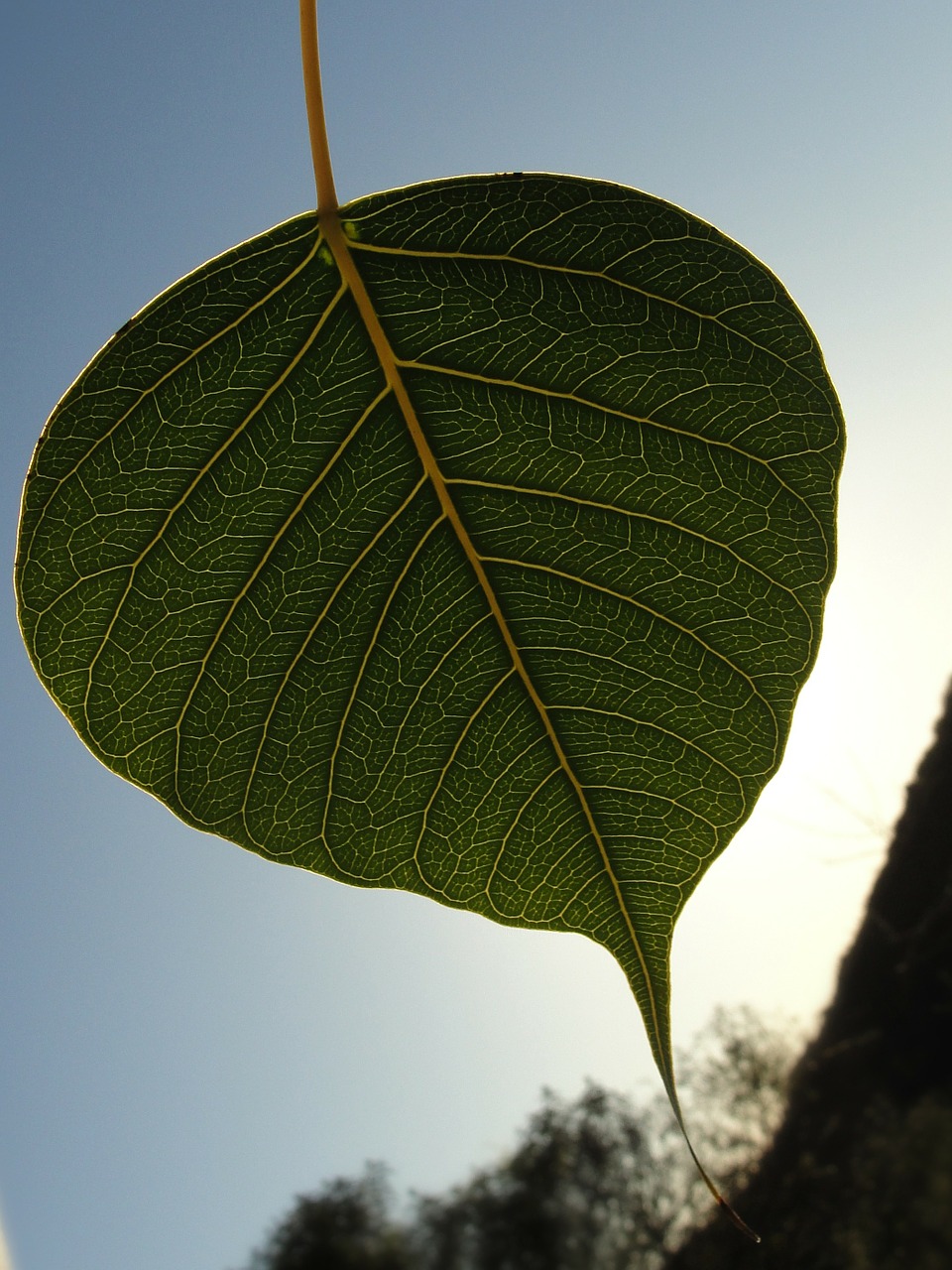 bodhi leaf green leaf leaf free photo