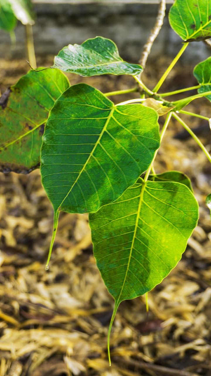 bodhi leaves awakening awake-ness free photo
