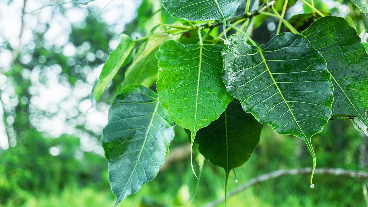 bodhi leaves dewdrop on leaves dew free photo