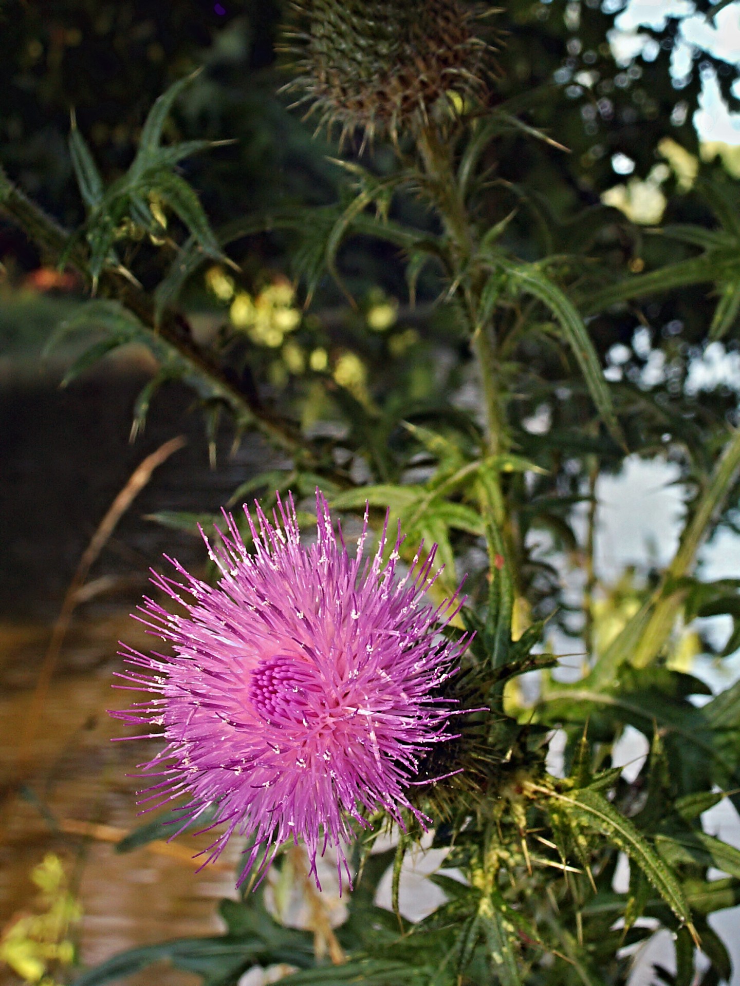 flower thistle water free photo