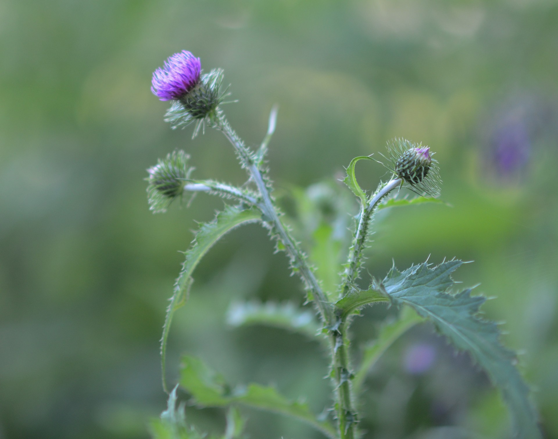 thistle nature flowers free photo