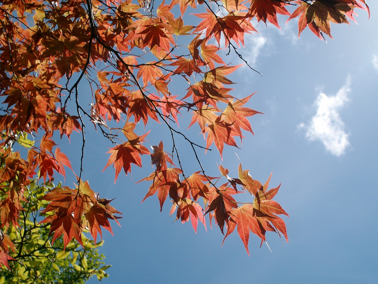 bodnant gardens tree leaves free photo