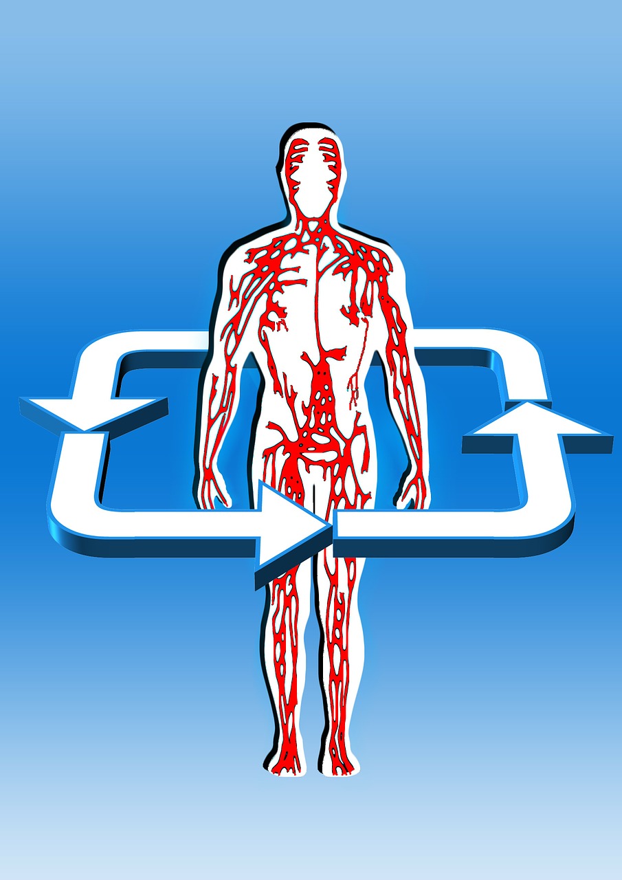 body blood circulation aterien free photo