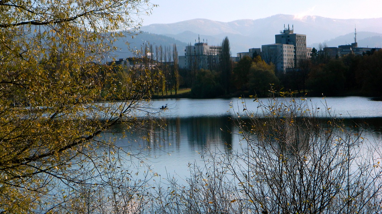 body of water nature tree free photo