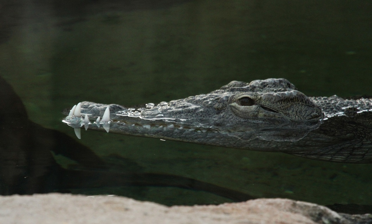 body of water crocodile cold free photo