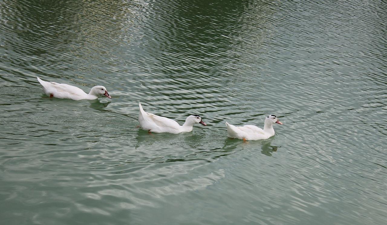 body of water birds lake free photo