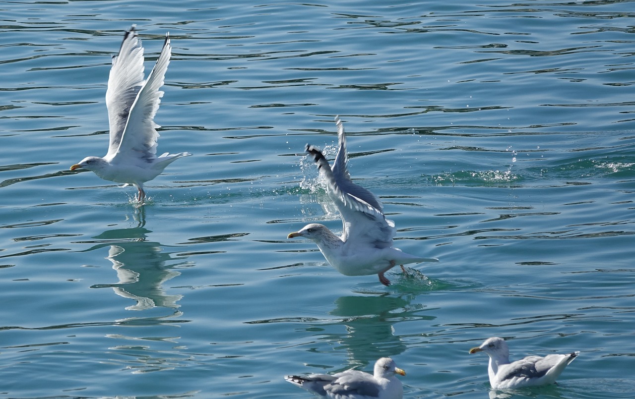 body of water bird the seagulls in the bath free photo