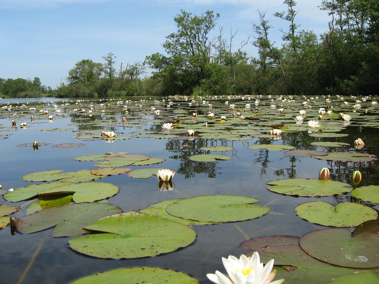 body of water nature lilium free photo