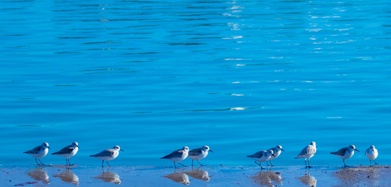 body of water bird nature free photo