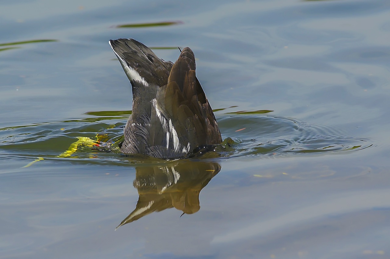 body of water wildlife lake free photo