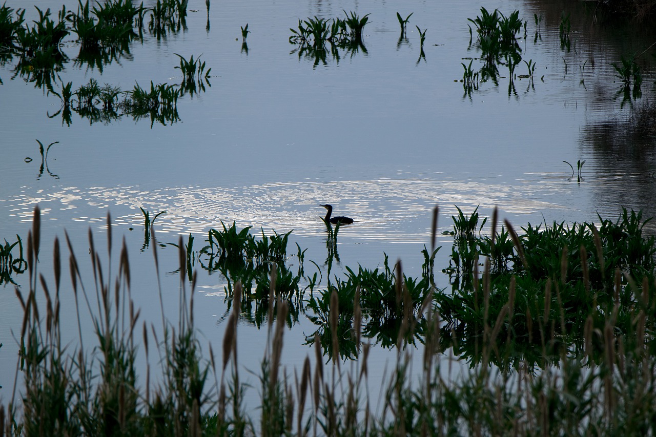 body of water nature lake free photo