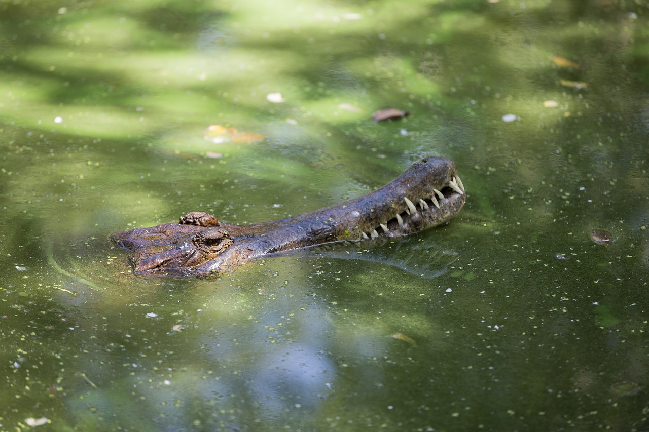 body of water nature reptile free photo