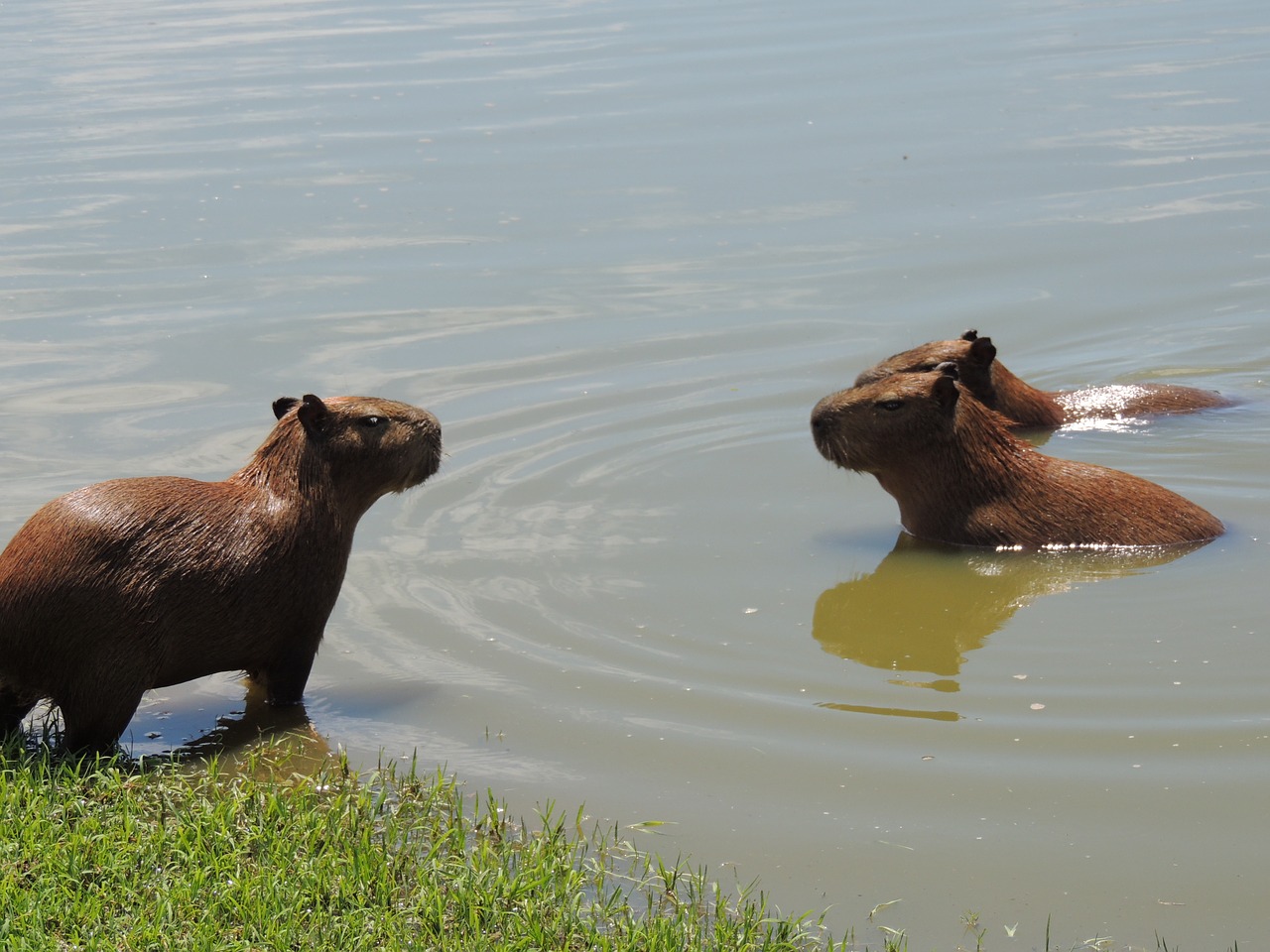 body of water mammals no person free photo